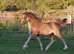 Welsh d filly