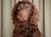 One female cocker spaniel x labrador available