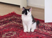 Oreo cat