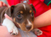 Jack Russell puppies for sale