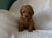 F1b Cavapoo Puppies 1 Boy 2 Girls