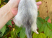 Semi angora kits available