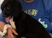 2 English springer spaniels left now