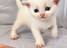£300 British Short hair kittens BSH