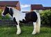 Luca is a 4 year old traditional cob gelding