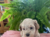 Adorable Maltipoo puppies