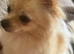 Stud Wanted for my gorgeous Toy Russian Pomeranian Princess