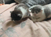 British shorthair cross kittens ready to leave
