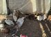 Snowflake bobwhite quail