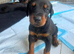 ABSOLUTELY STUNNING DOBERMAN PUPPIES FOR SALE