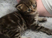 Maine Coon Registered TICA