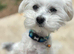 Maltese x bichon