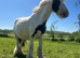Cob Mare and foal
