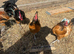 Vorwerk trio all eggs have been fertile this year