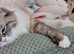 TICA EU champion ragdoll kitten