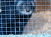 Standard ferret kits for sale.