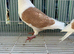 Racing pigeons