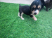 Beautiful F2 Cockapoo Puppies For Sale Cockapoo