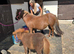 Shetland mare