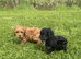 Toy Cavapoo Puppies