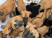 Pure Belgian malinois