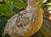 Coturnix Quail hatching eggs & live birds
