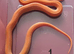 Baby Corn Snakes