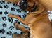 Champion breed boxer puppies