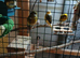 4 beautiful canaries in indoor avery
