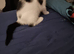 9 wk old male kitten needs forever loving home