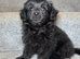 Adorable Doxiepoo x Pomeranian Puppies