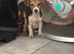 Beautiful JackRussell puppy
