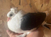 BLACK SADDLE GERMAN OWLS PIGEONS