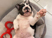 English bulldog female puppy