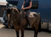 Lovely 3yr old gelding for sale