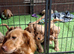 Stunning red F1 Cockapoo puppies