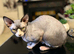 Sphynx proven stud only not sale