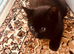 Kitten