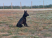 Black German Shepherd Pup
