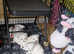 Marvellous Maltese Pups