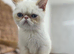 Stunning exotic kittens high quality