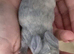 Wait List Open - Pure Bred French Lops