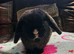 Mini lops