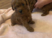 Toy poodle 1 boy 1 girl available only