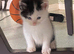 3 kittens looking for forever homes 1x super fluffy