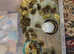 Jumbo quails