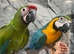 Friendly Baby HandReared Super Tame Cuddly Macaw Parrot,