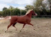 Rising 3 flashy mare 15h