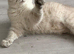 Beautiful Female Siberian Cat