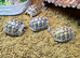 Hermanns Tortoises at Birmingham Reptiles